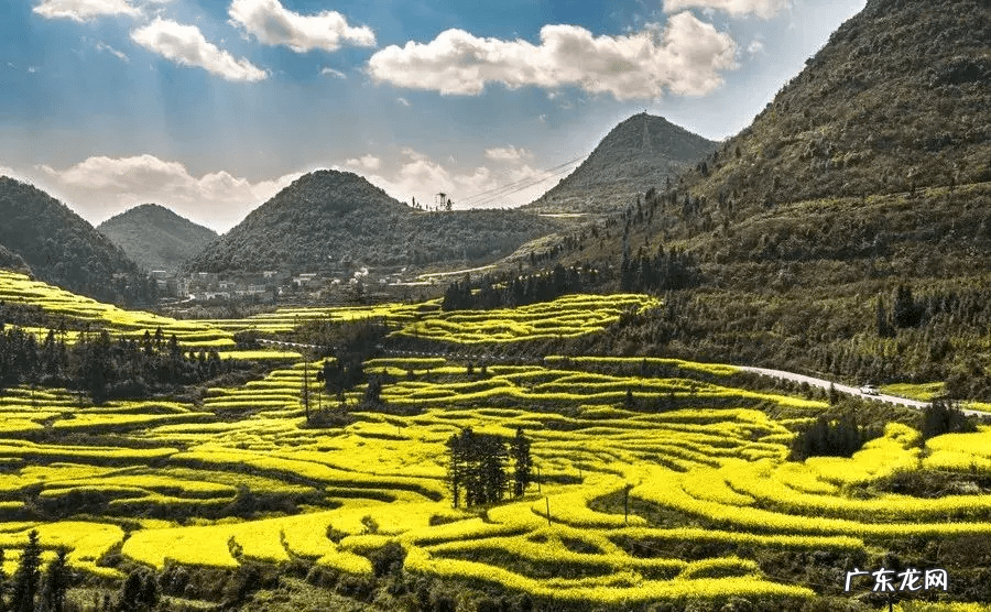 油菜花什么时候开放 油菜花什么时候开花