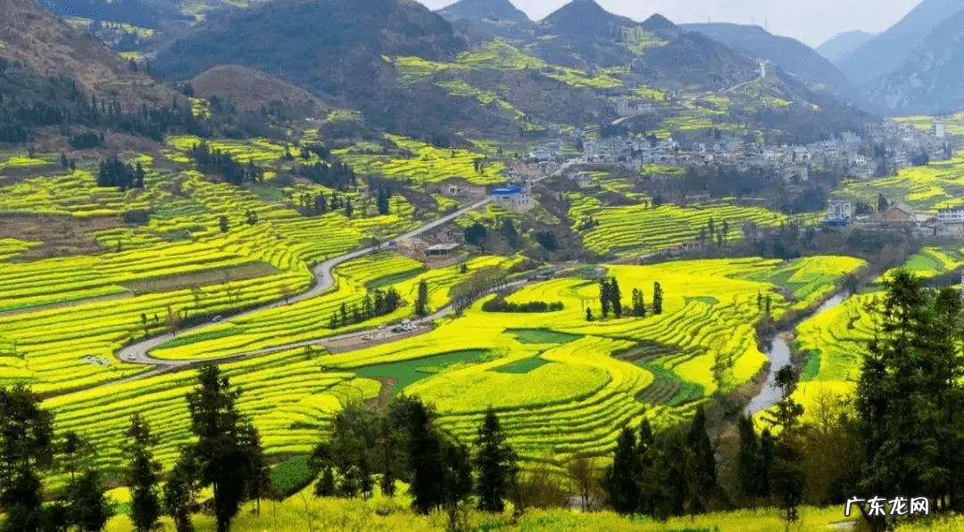 油菜花什么时候开放 油菜花什么时候开花