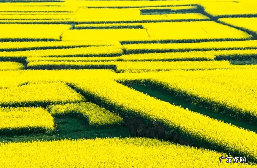 油菜花什么时候开放 油菜花什么时候开花