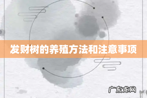 发财树的养殖方法和注意事项
