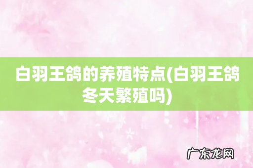 白羽王鸽冬天繁殖吗 白羽王鸽的养殖特点