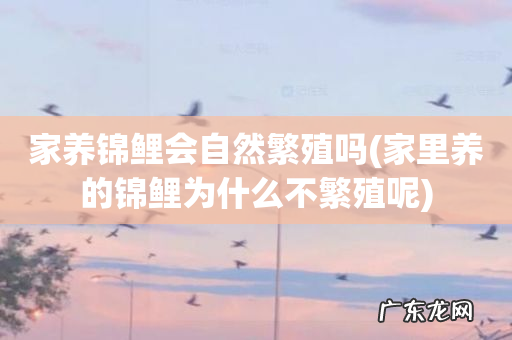 家里养的锦鲤为什么不繁殖呢 家养锦鲤会自然繁殖吗