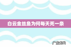 白云金丝鱼为何每天死一条