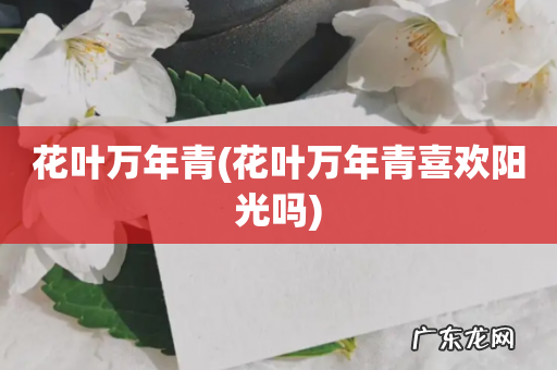 花叶万年青喜欢阳光吗 花叶万年青