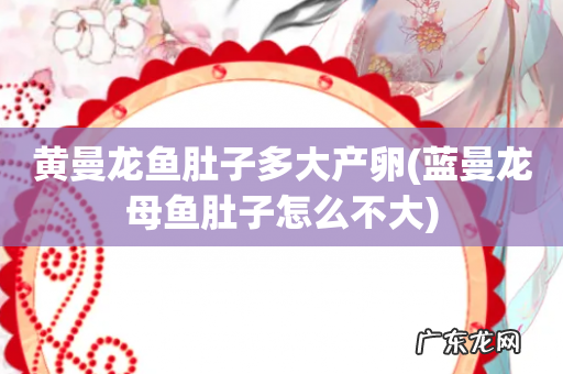 蓝曼龙母鱼肚子怎么不大 黄曼龙鱼肚子多大产卵