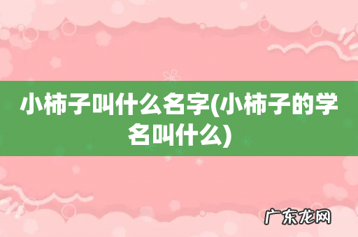 小柿子的学名叫什么 小柿子叫什么名字