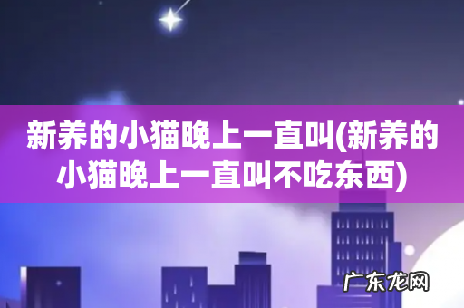 新养的小猫晚上一直叫不吃东西 新养的小猫晚上一直叫
