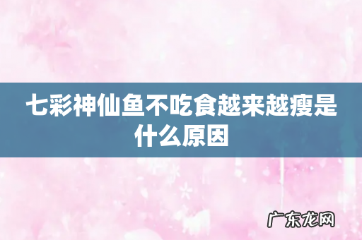 七彩神仙鱼不吃食越来越瘦是什么原因