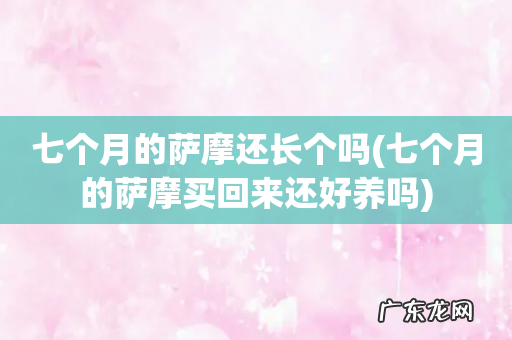 七个月的萨摩买回来还好养吗 七个月的萨摩还长个吗