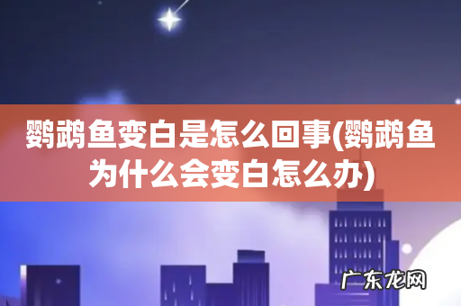 鹦鹉鱼为什么会变白怎么办 鹦鹉鱼变白是怎么回事