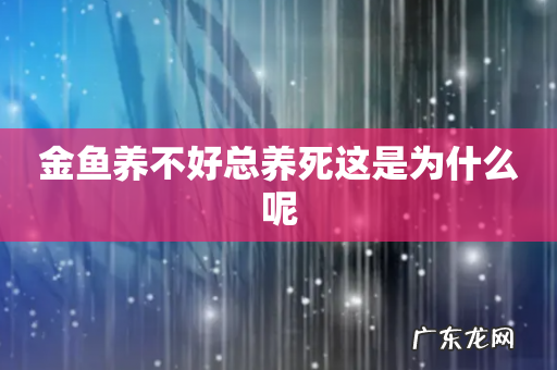 金鱼养不好总养死这是为什么呢