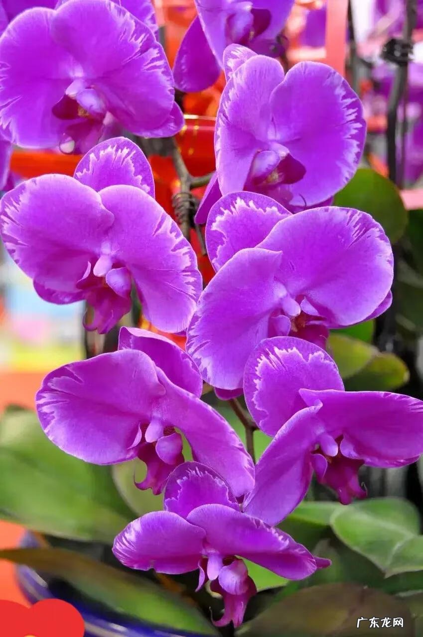 红色蝴蝶的寓意和风水