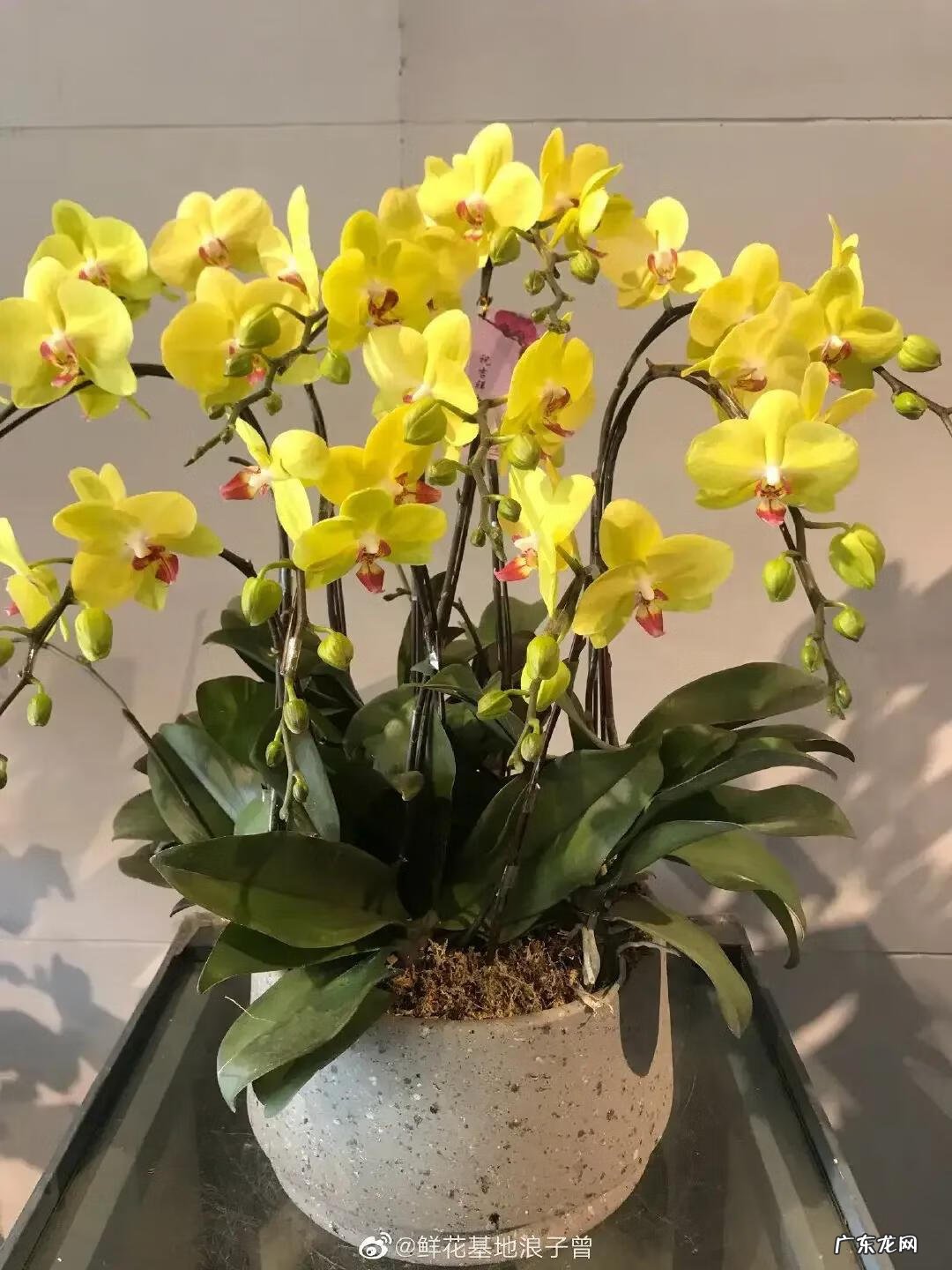 红色蝴蝶的寓意和风水