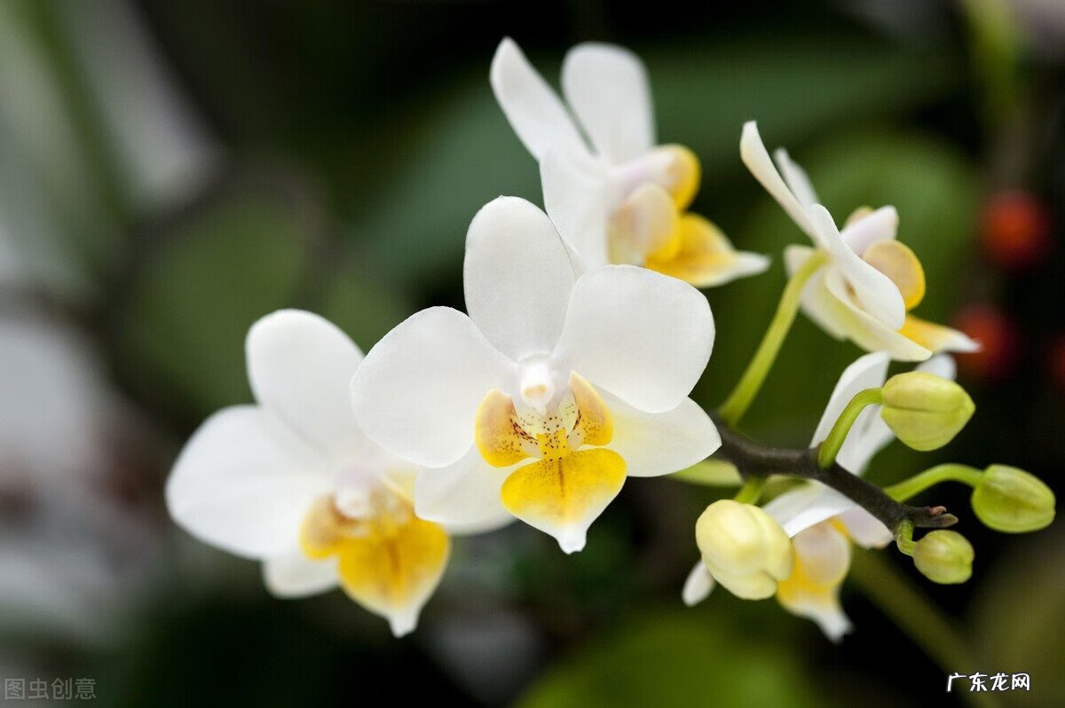 红色蝴蝶的寓意和风水