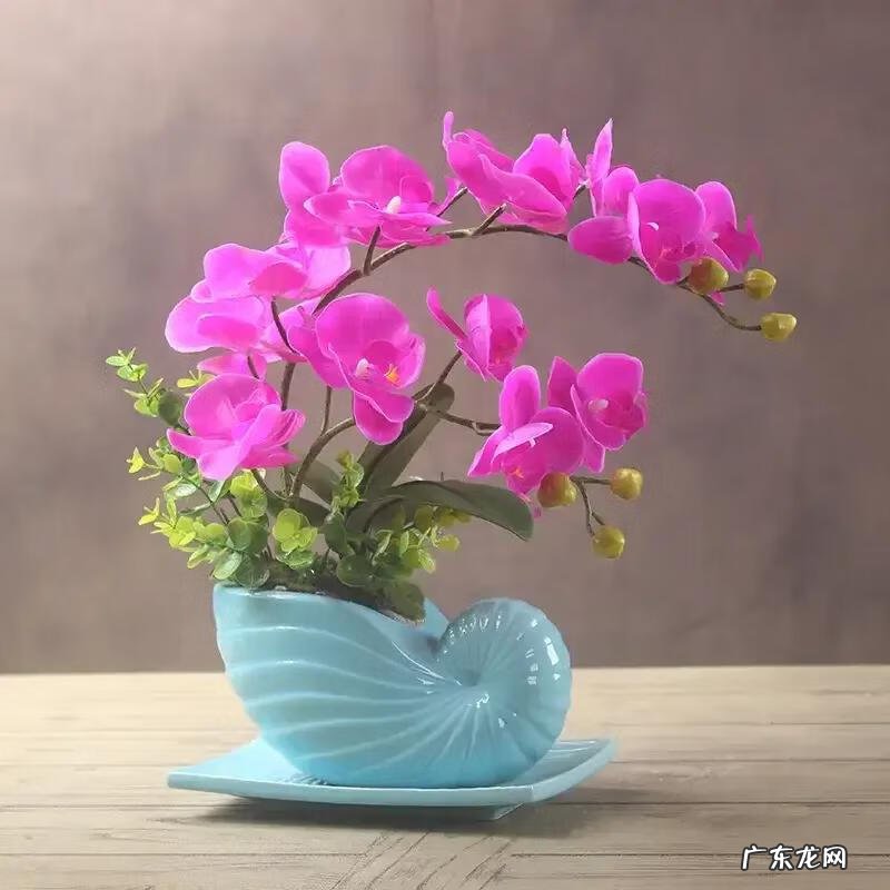 红色蝴蝶的寓意和风水