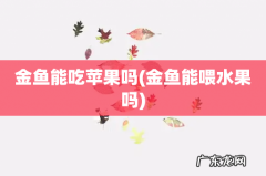金鱼能喂水果吗 金鱼能吃苹果吗