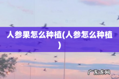 人参怎么种植 人参果怎么种植