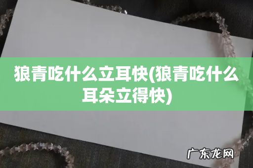 狼青吃什么耳朵立得快 狼青吃什么立耳快