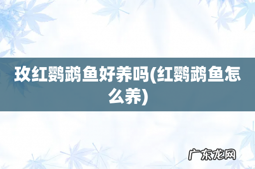 红鹦鹉鱼怎么养 玫红鹦鹉鱼好养吗
