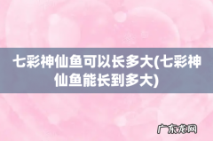 七彩神仙鱼能长到多大 七彩神仙鱼可以长多大