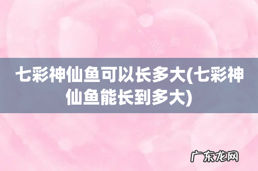七彩神仙鱼能长到多大 七彩神仙鱼可以长多大