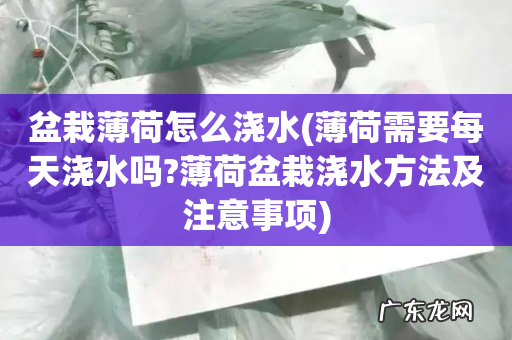薄荷需要每天浇水吗?薄荷盆栽浇水方法及注意事项 盆栽薄荷怎么浇水