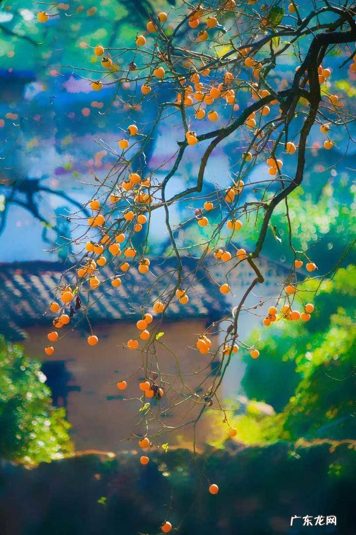 秋天的记忆阅读题 秋天的记忆阅读答案