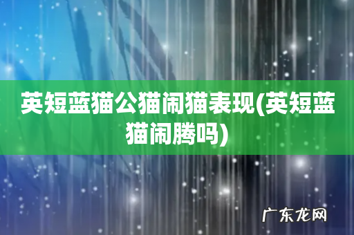 英短蓝猫闹腾吗 英短蓝猫公猫闹猫表现