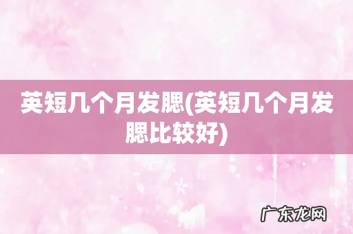 英短几个月发腮比较好 英短几个月发腮