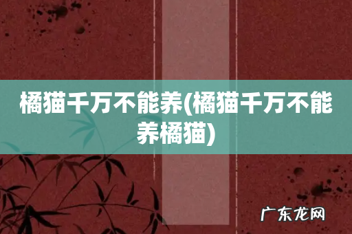 橘猫千万不能养橘猫 橘猫千万不能养