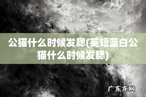 英短蓝白公猫什么时候发腮 公猫什么时候发腮
