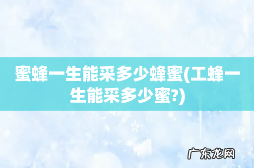 工蜂一生能采多少蜜? 蜜蜂一生能采多少蜂蜜