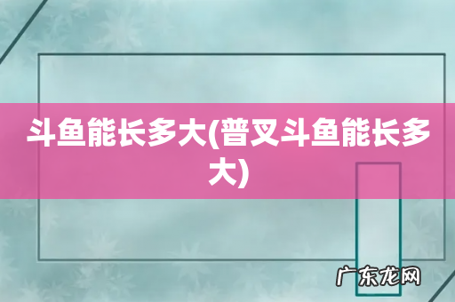 普叉斗鱼能长多大 斗鱼能长多大