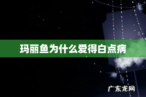 玛丽鱼为什么爱得白点病