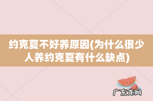 为什么很少人养约克夏有什么缺点 约克夏不好养原因