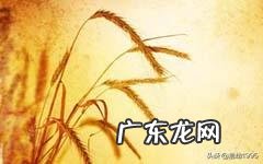 如果麦子没有考验的故事 如果麦子没有考验主要内容