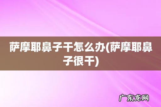 萨摩耶鼻子很干 萨摩耶鼻子干怎么办