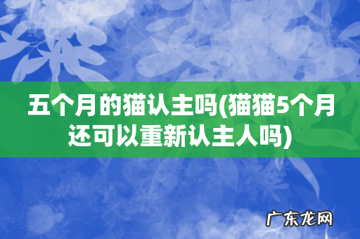 猫猫5个月还可以重新认主人吗 五个月的猫认主吗