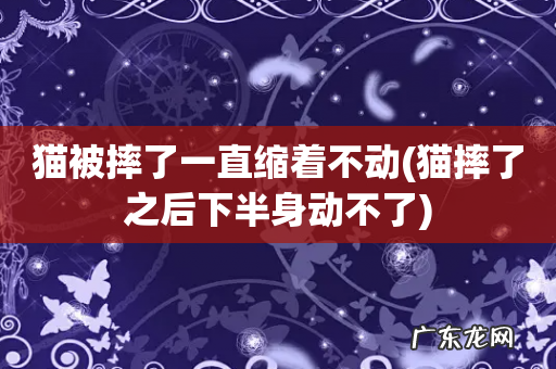 猫摔了之后下半身动不了 猫被摔了一直缩着不动