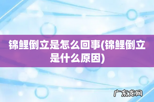 锦鲤倒立是什么原因 锦鲤倒立是怎么回事