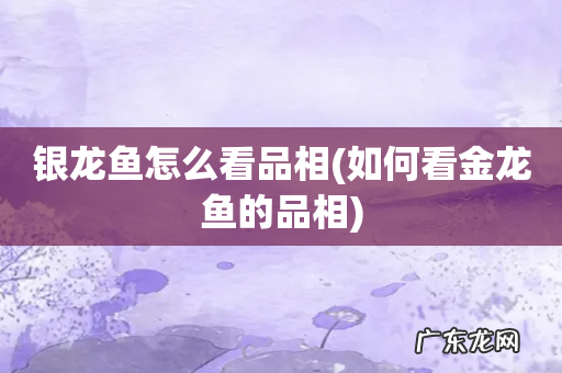 如何看金龙鱼的品相 银龙鱼怎么看品相