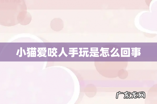 小猫爱咬人手玩是怎么回事