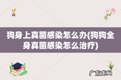 狗狗全身真菌感染怎么治疗 狗身上真菌感染怎么办