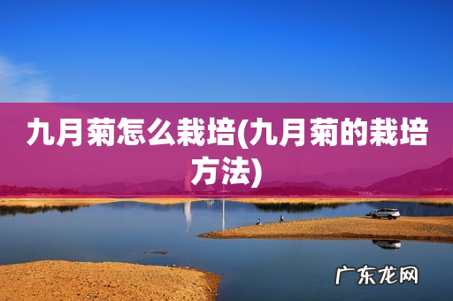 九月菊的栽培方法 九月菊怎么栽培