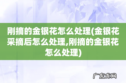 金银花采摘后怎么处理,刚摘的金银花怎么处理 刚摘的金银花怎么处理