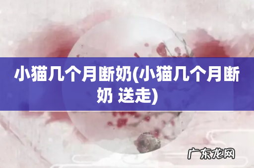 小猫几个月断奶 送走 小猫几个月断奶