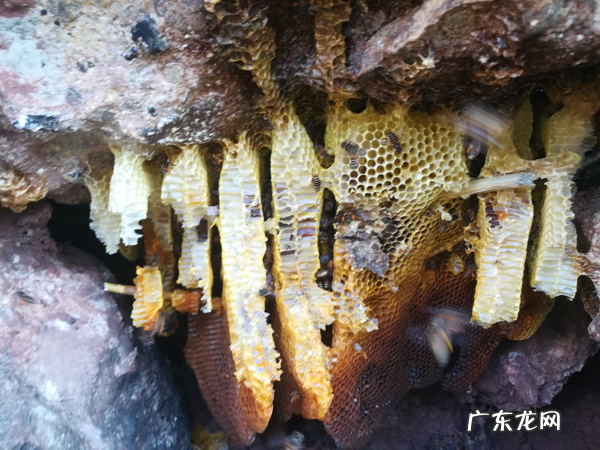 蜂蜜有什么好处和坏处 早上喝蜂蜜水有什么好处