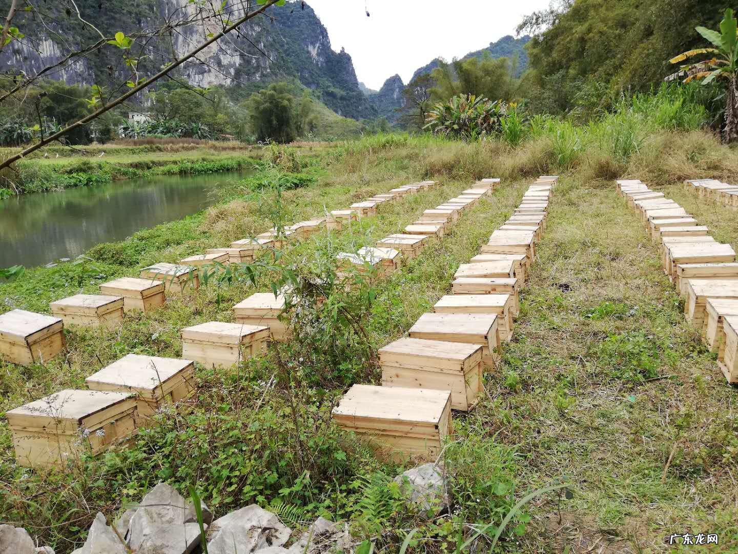 蜂蜜有什么好处和坏处 早上喝蜂蜜水有什么好处