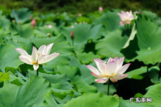 广西风水宝地大全 广西百色靖西风水宝地