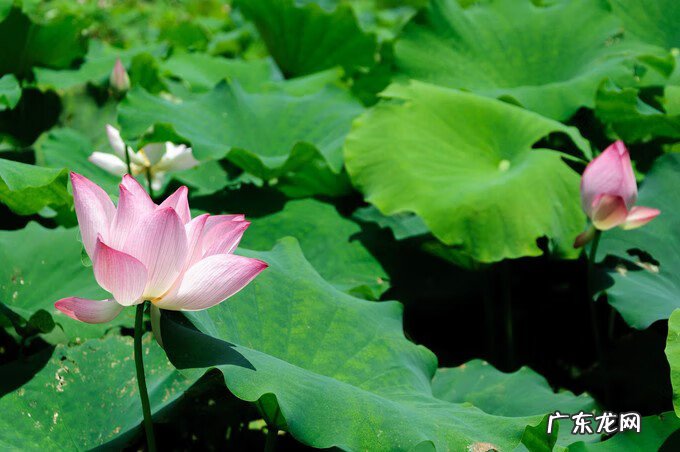 广西风水宝地大全 广西百色靖西风水宝地